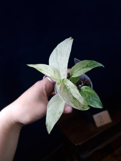 Monstera Laniata Mint