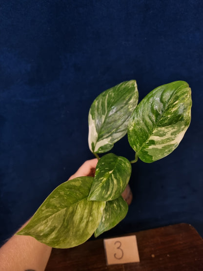 Monstera Lechleriana Variegata