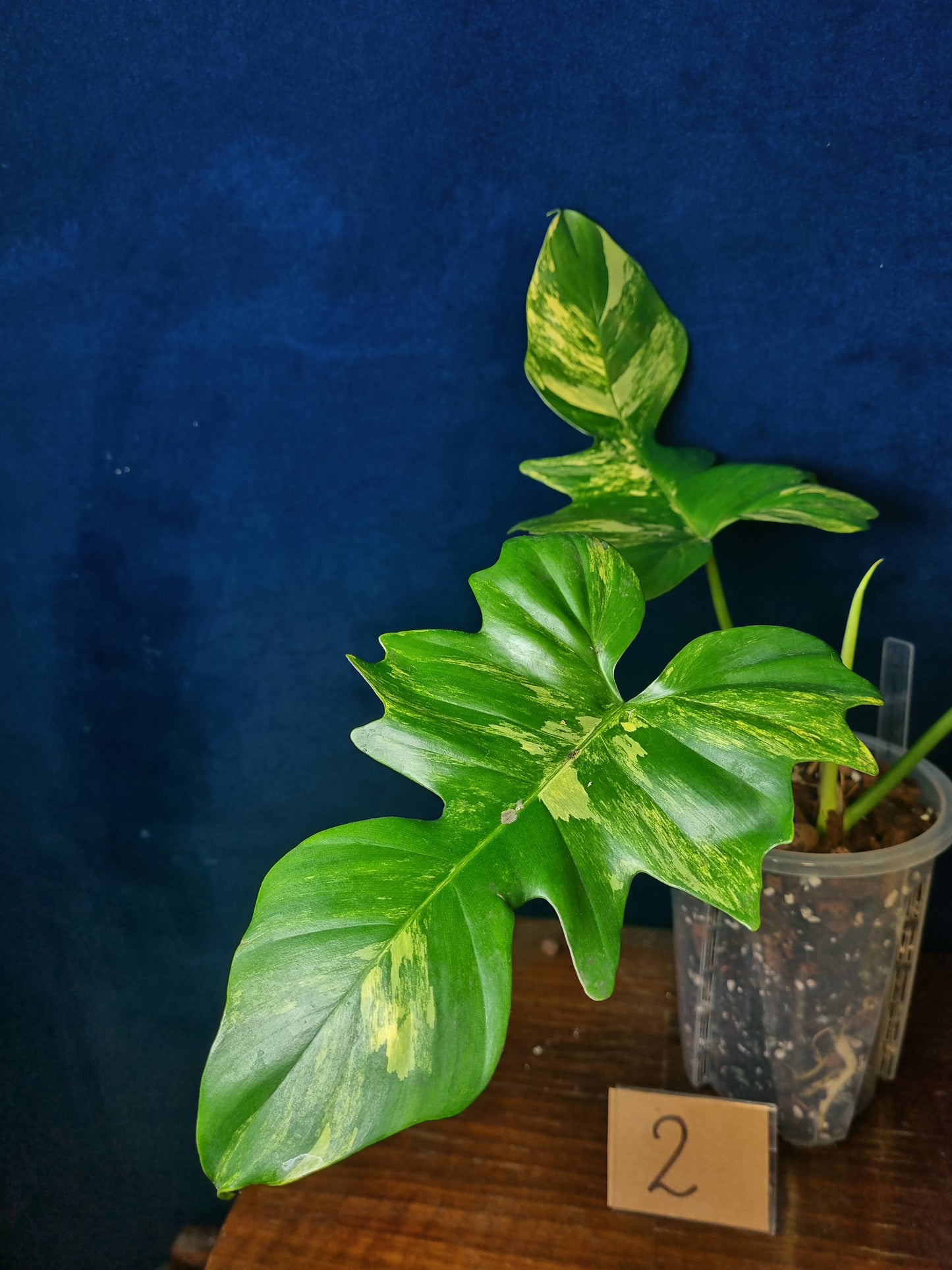 Philodendron Florida Beauty x Mayoi