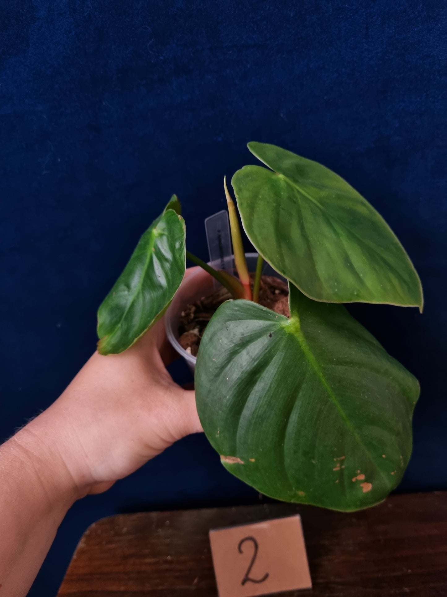 Philodendron Nangaritense x Wernerii
