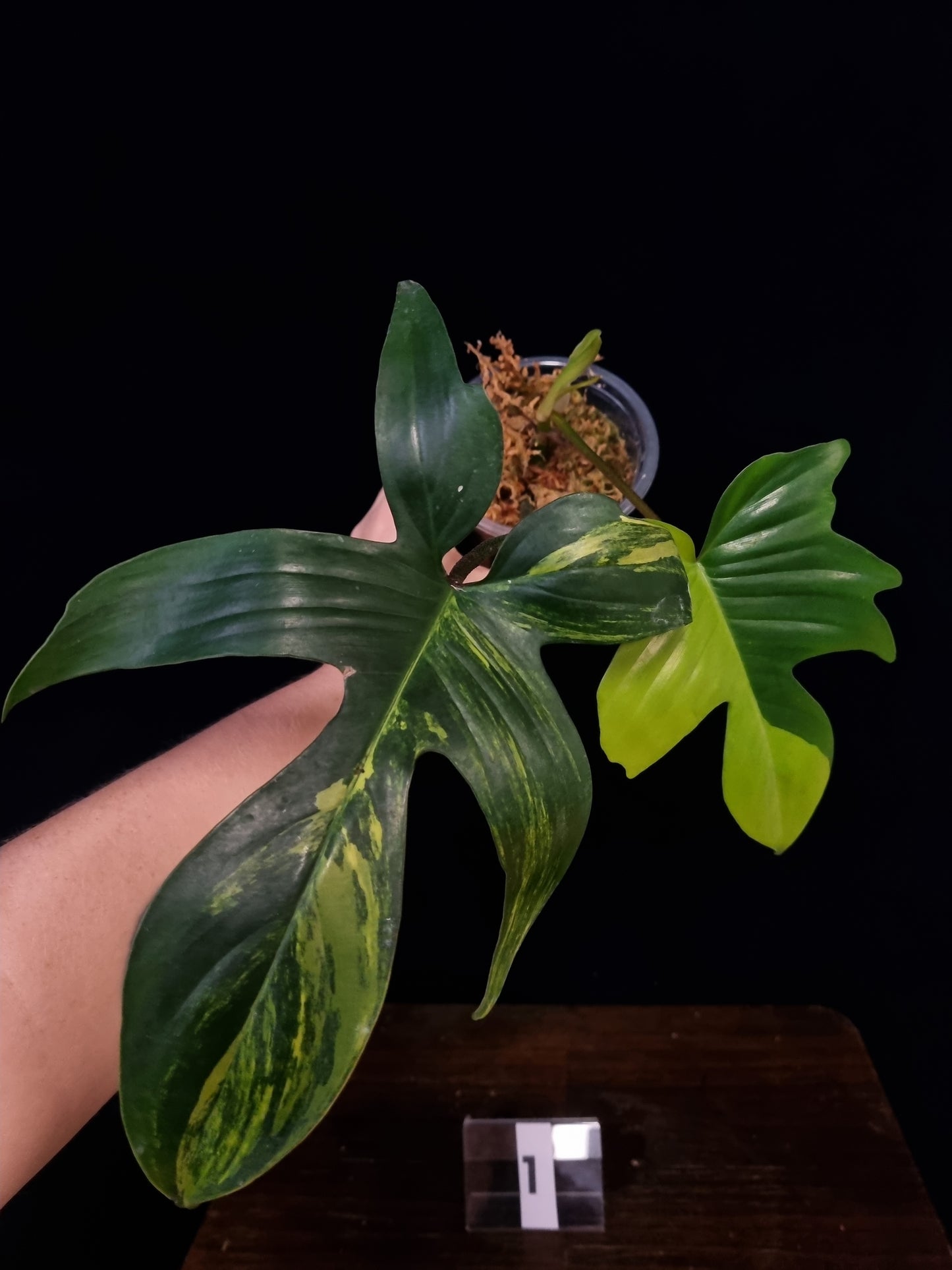 Philodendron Florida Beauty