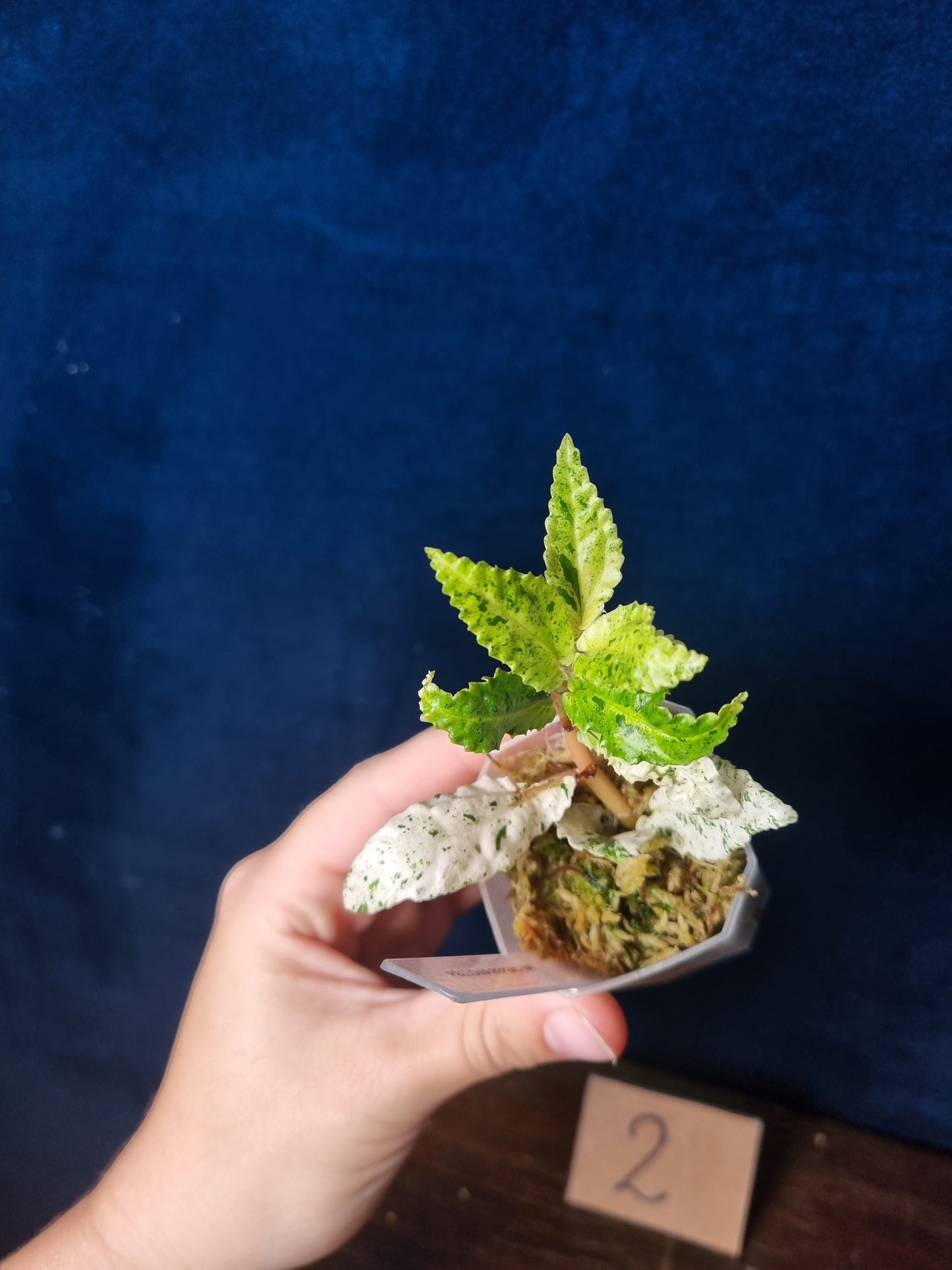 Pellonia Repens Variegata
