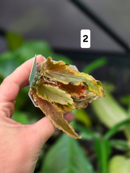 Begonia Dainty Spray Variegata