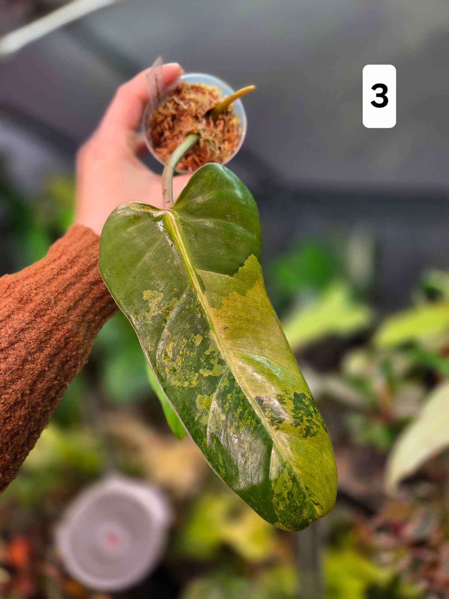 Philodendron Whipple Way Marble/Mint Medium