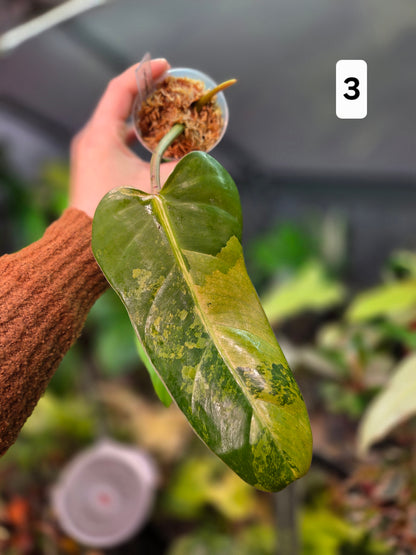 Philodendron Whipple Way Marble/Mint Medium