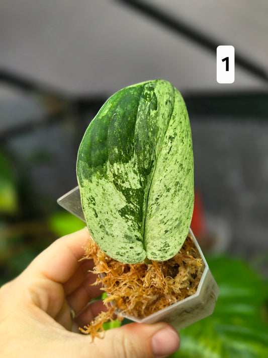 Scindapsus Jade Satin Marble Queen XS