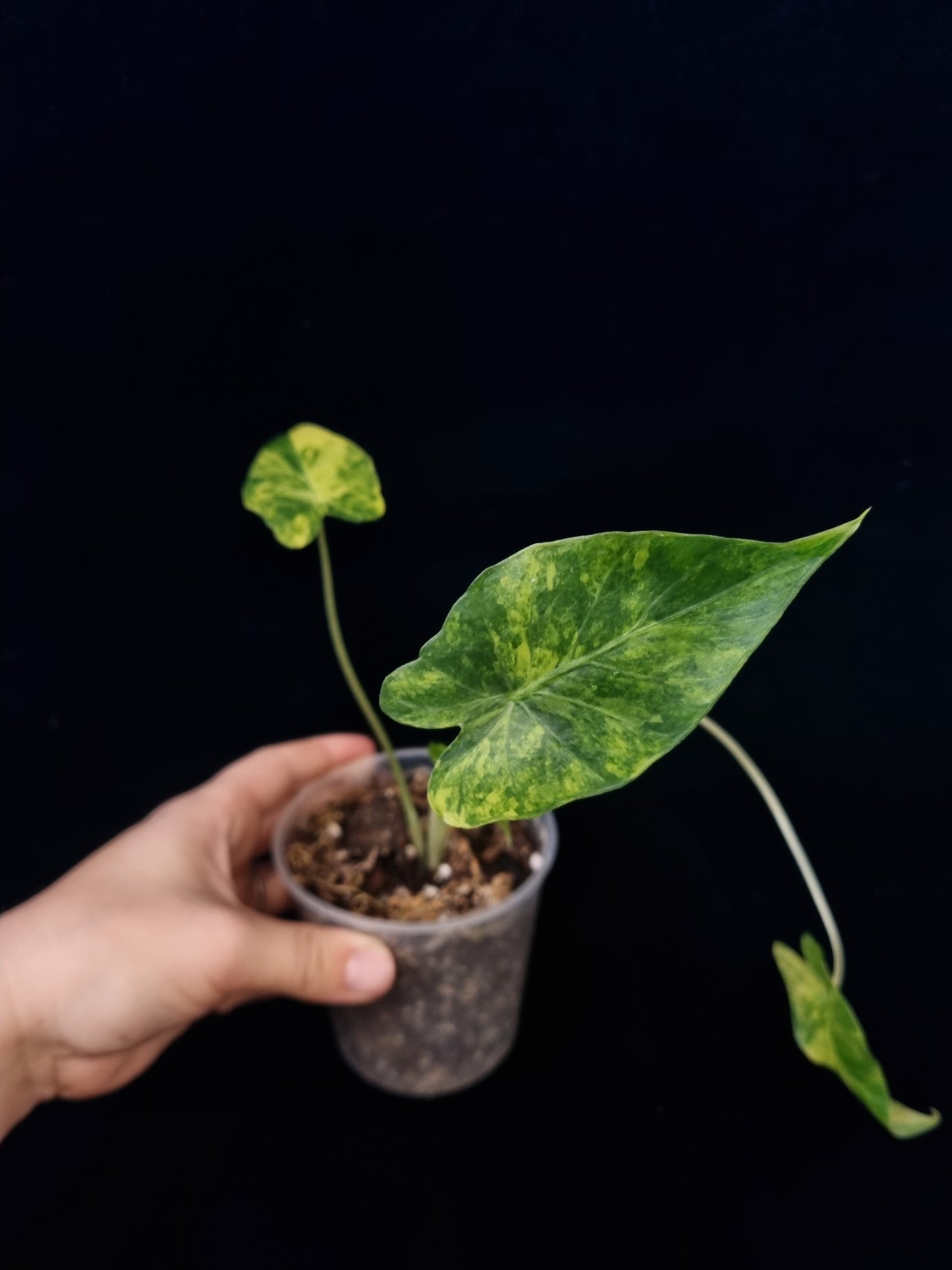 Alocasia Gageana Odora Aurea Small