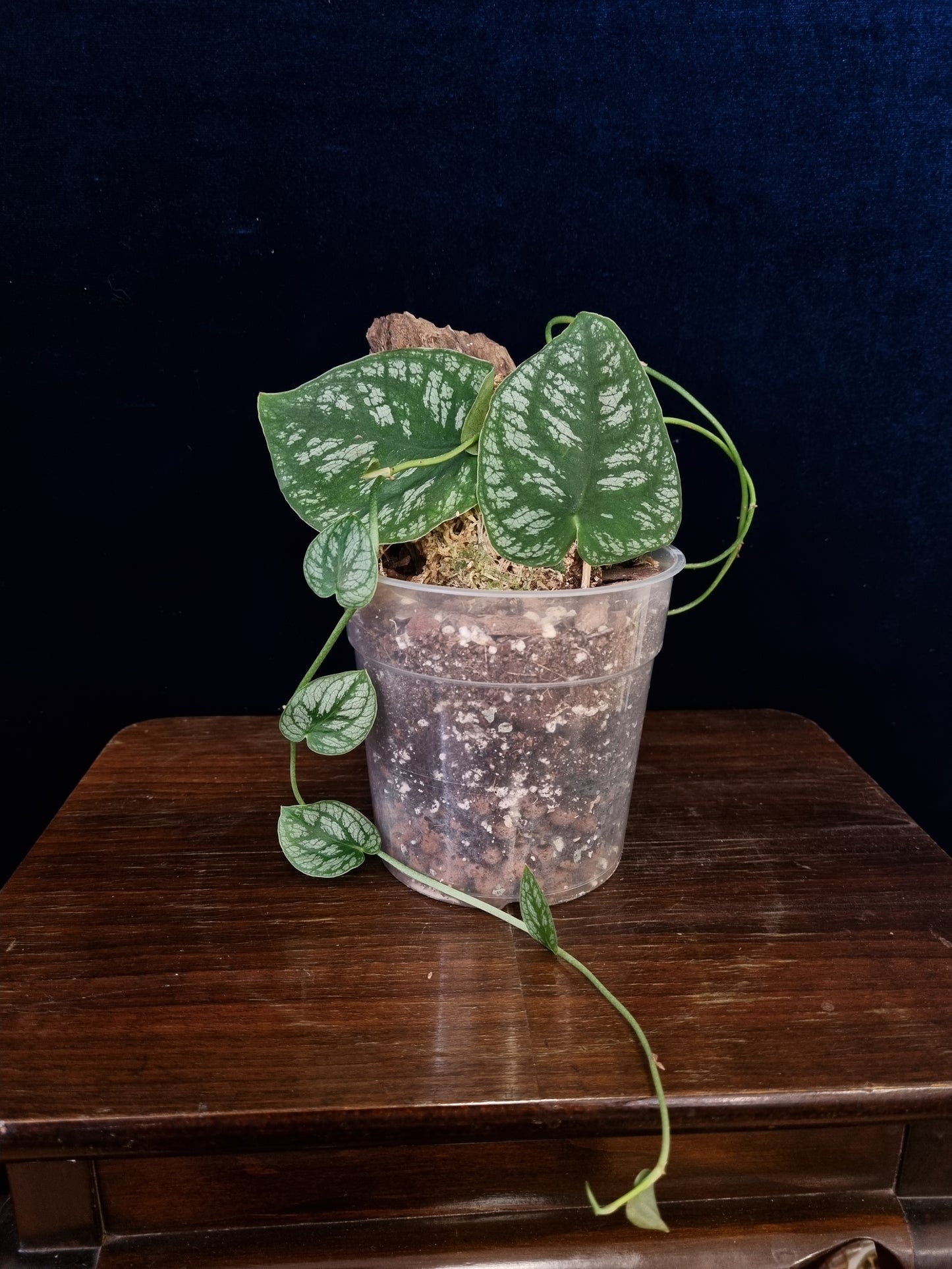 Monstera Dubia