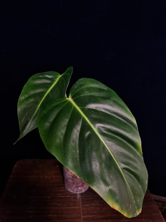 Philodendron Esmeraldense