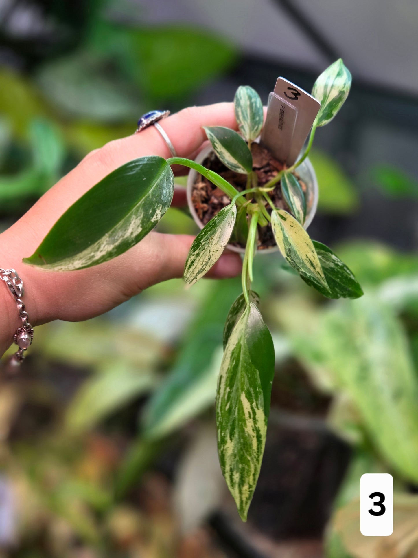 Philodendron Emerald Ice - Small