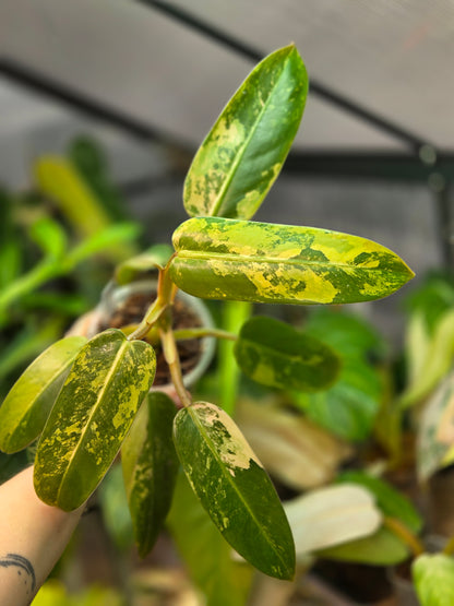 Philodendron Whipple Way Marble/Mint Big
