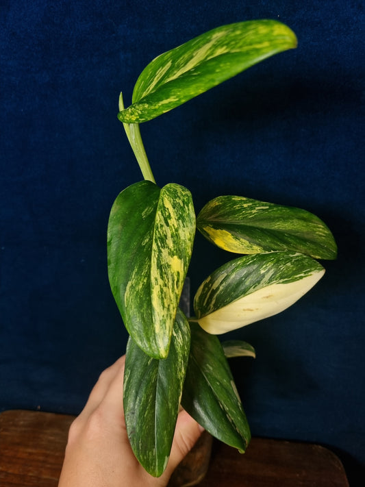 Monstera Standleyana Aurea