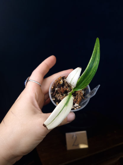Epipremnum Amplissimum Silver Stripe Variegata