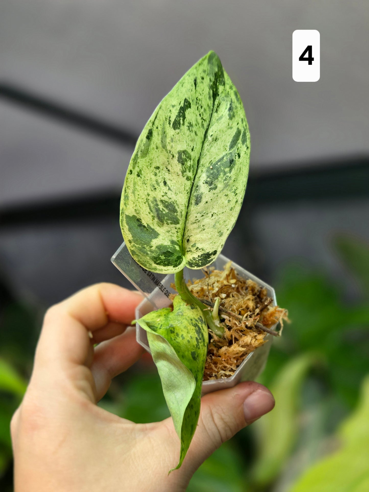 Scindapsus Jade Satin Marble Queen Small