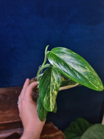 Monstera Standleyana Aurea