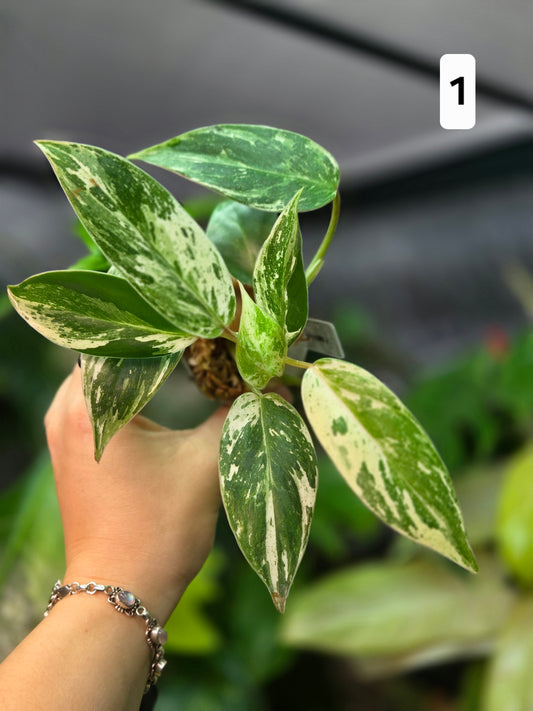 Philodendron Emerald Ice