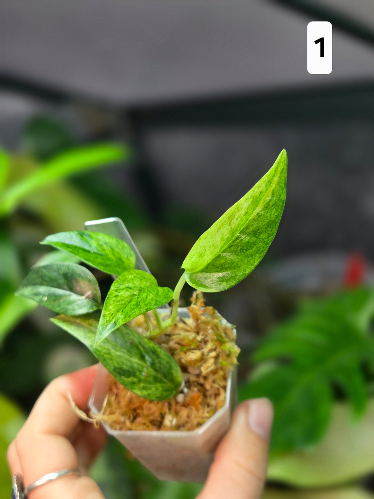 Epipremnum Cebu Blue Mint