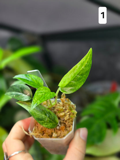 Epipremnum Cebu Blue Mint