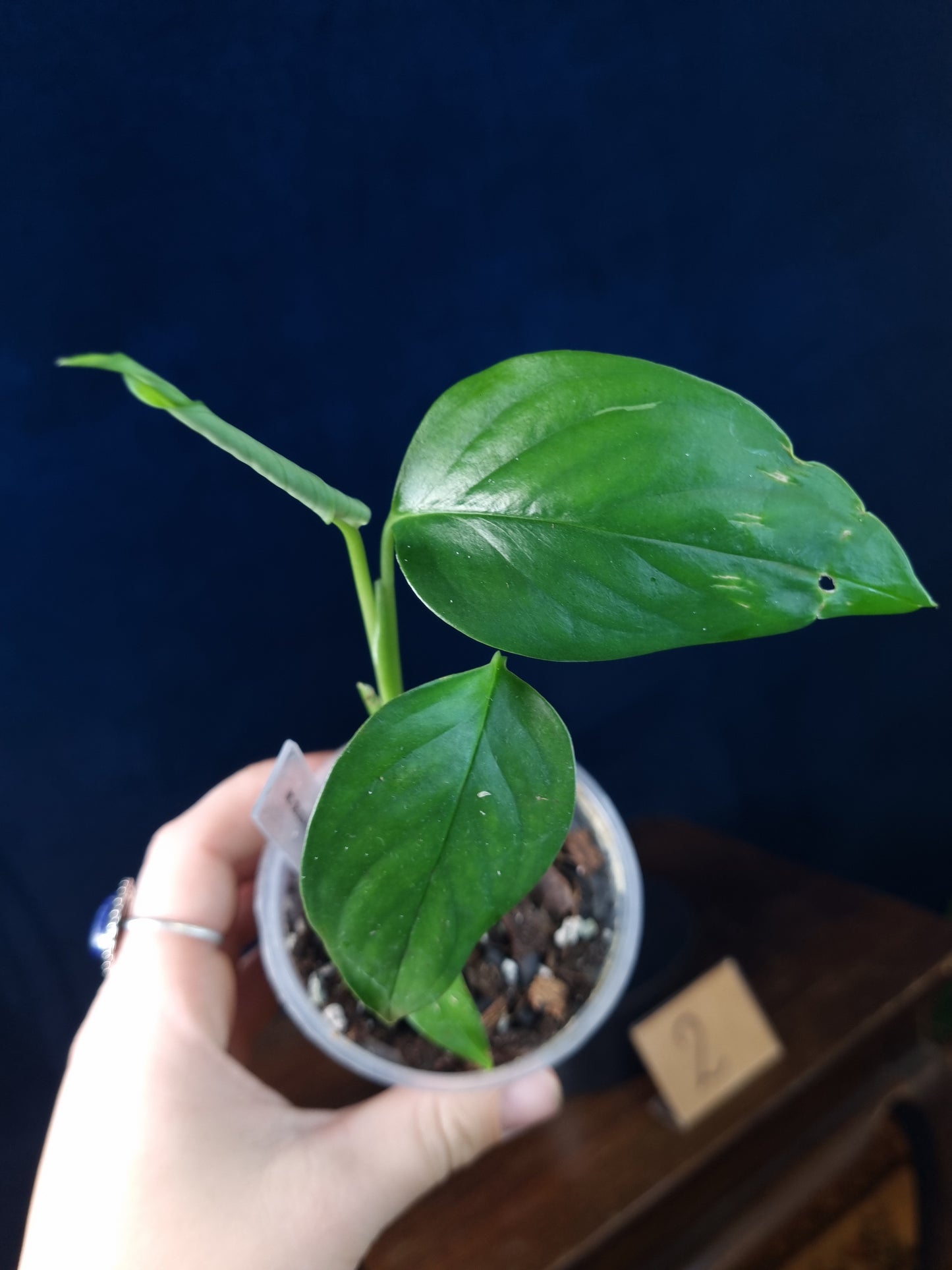 Monstera aff. Obliqua Filamentous