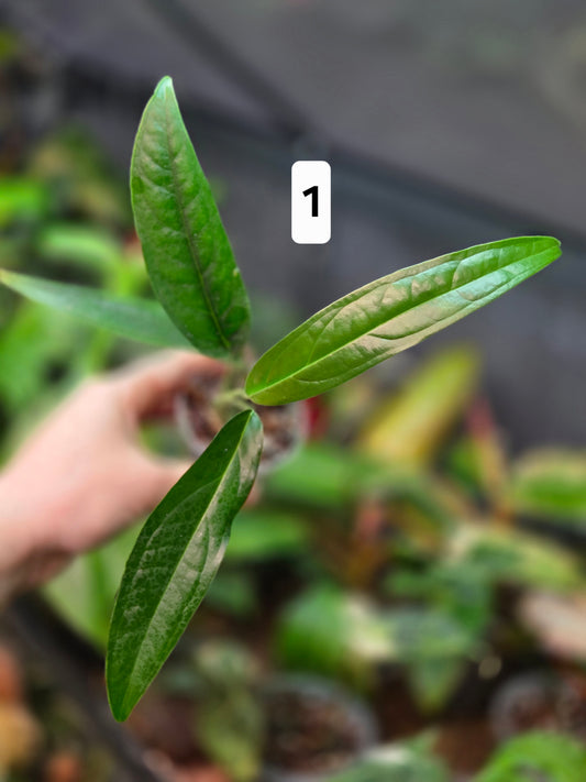 Monstera Obliqua Yasuni