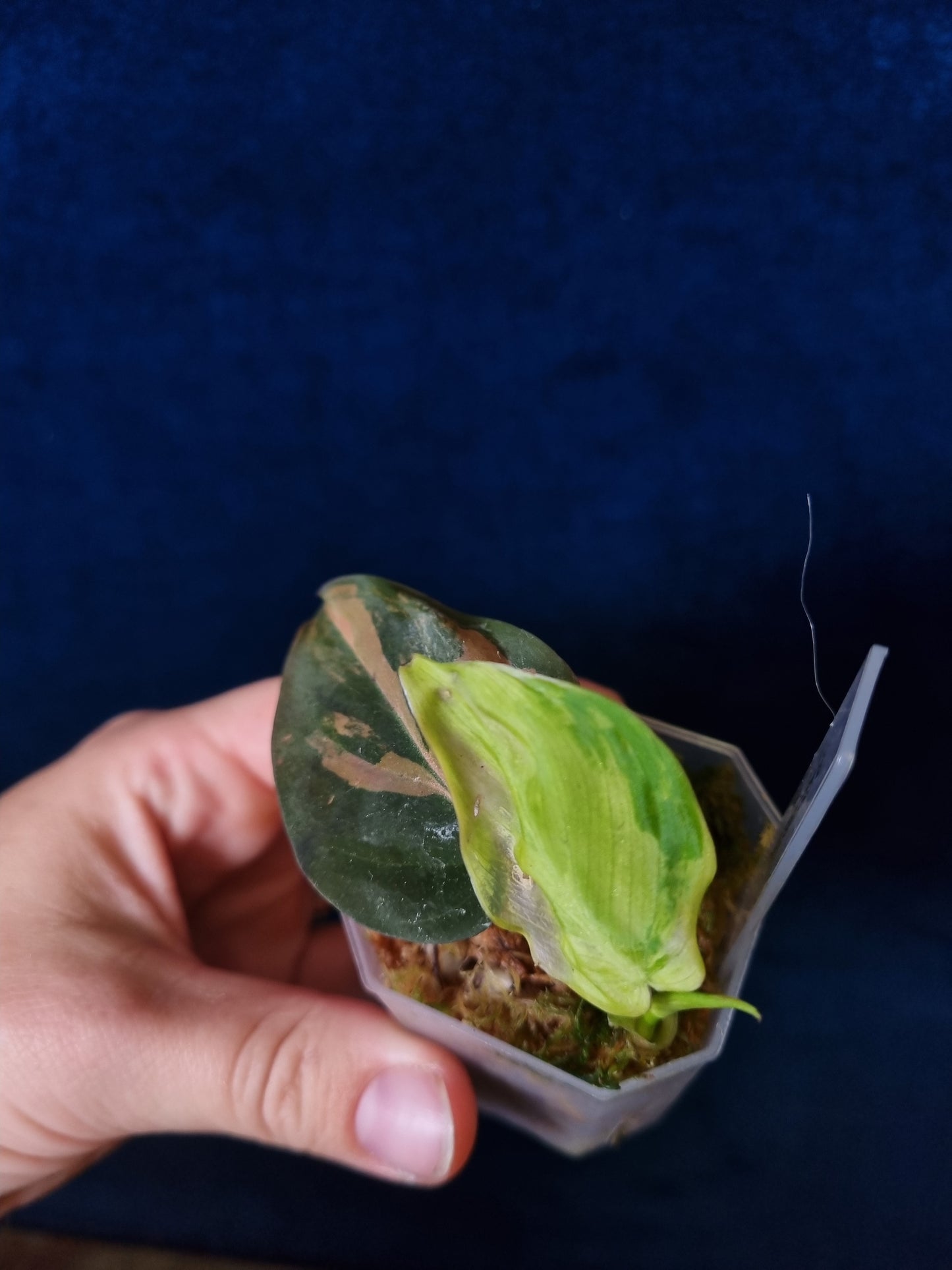 Philodendron Micans Variegata