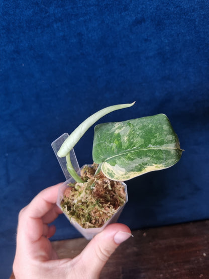 Scindapsus Mangurai Small