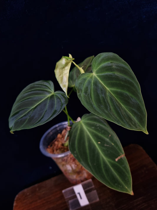 Philodendron Splendid