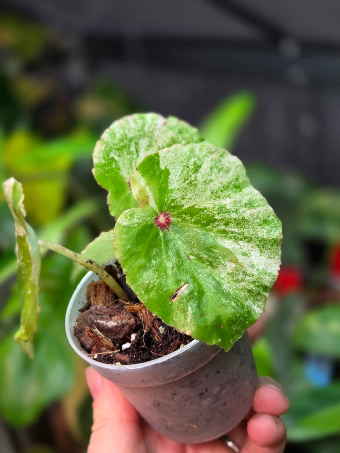 Begonia Rouge Variegata