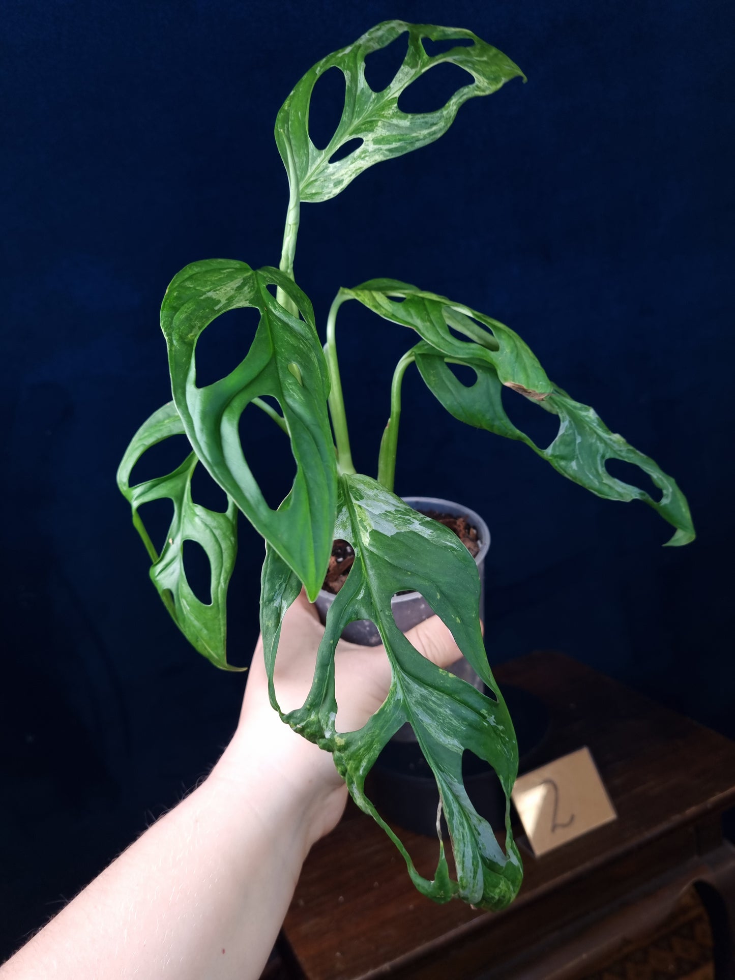 Monstera Adansonii Indonesian Marble