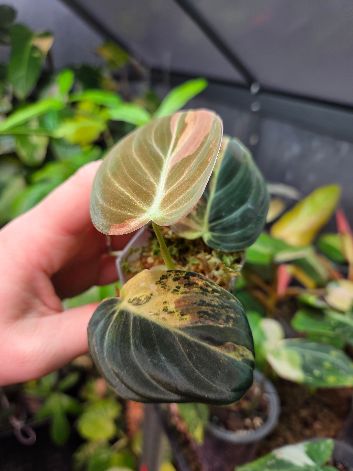 Philodendron Melanochrysum High Variegation