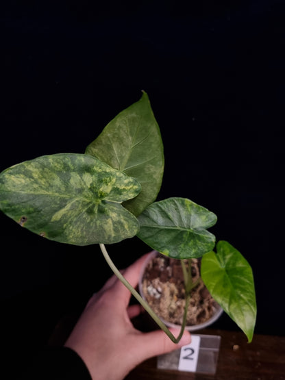 Alocasia Gageana Odora Aurea Small