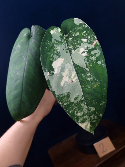 Syngonium Chiapense Variegata