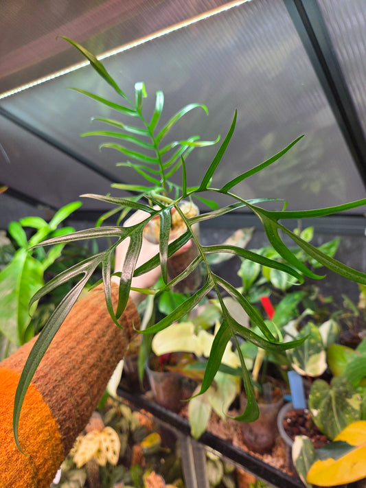 Philodendron Polypodioides