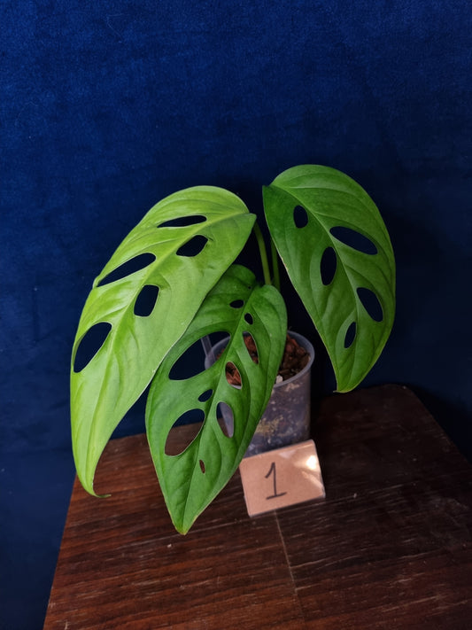 Monstera Esqueleto