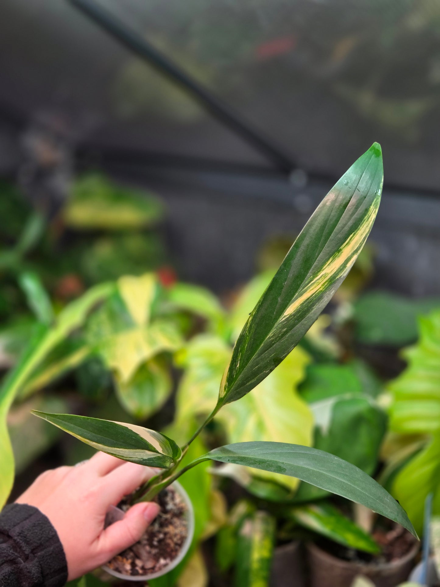 Epipremnum Amplissimum Aurea Variegata