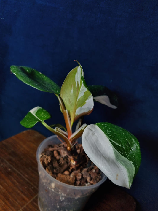 Philodendron White Knight