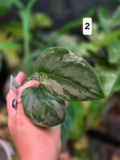 Scindapsus Silver Knight Variegata