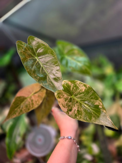 Alocasia Wentii Aurea