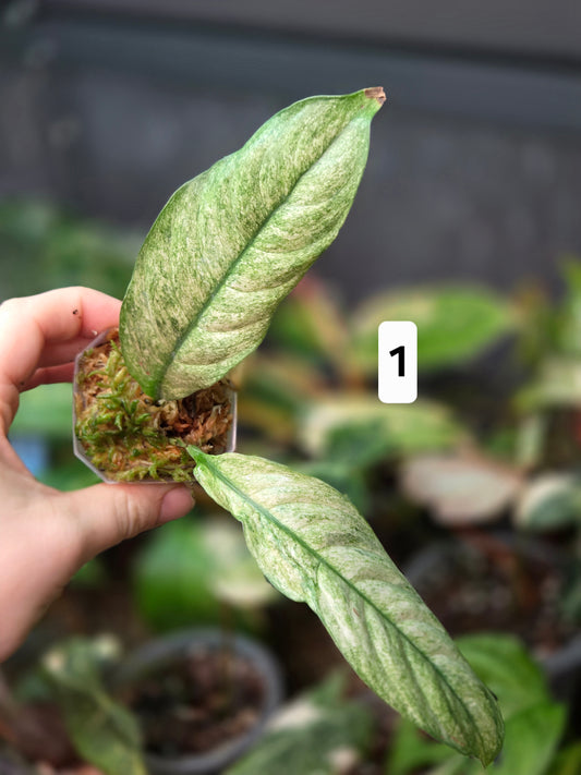 Rhaphidophora Puberula Variegata