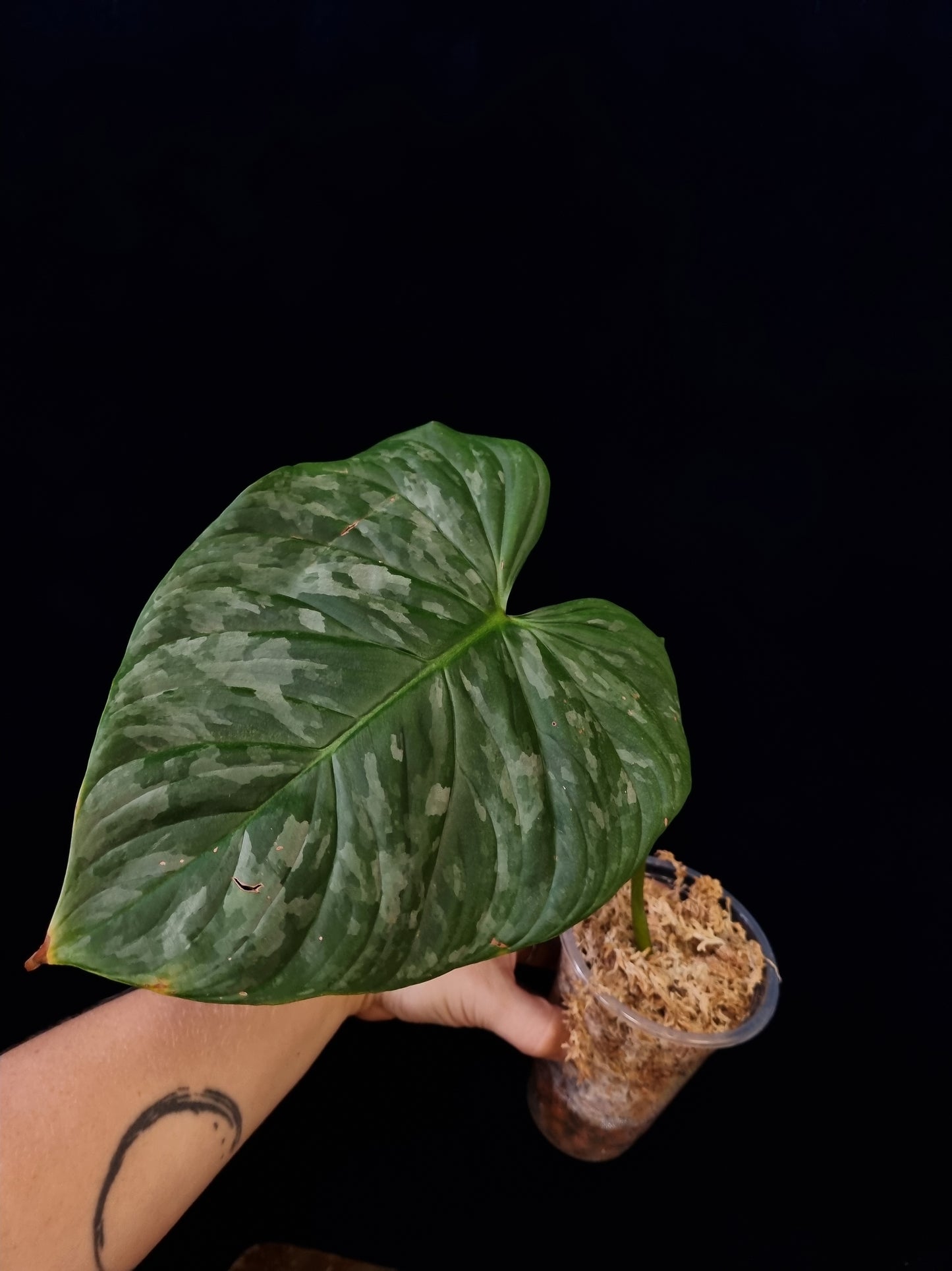 Philodendron Majestic