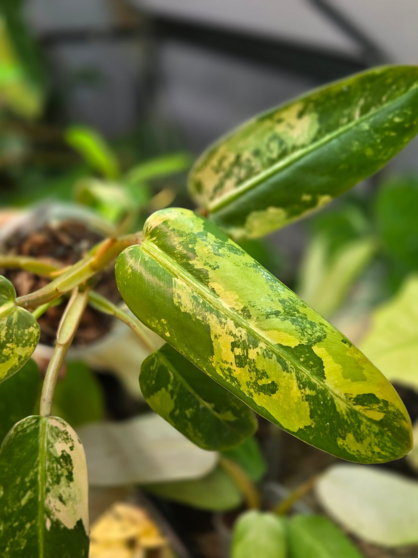 Philodendron Whipple Way Marble/Mint Big