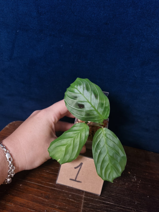 Maranta Massangeana Black