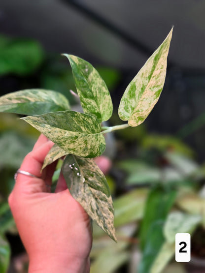 Epipremnum Pinnatum Cebu Blue Variegata