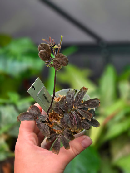 Solanum Uleanum