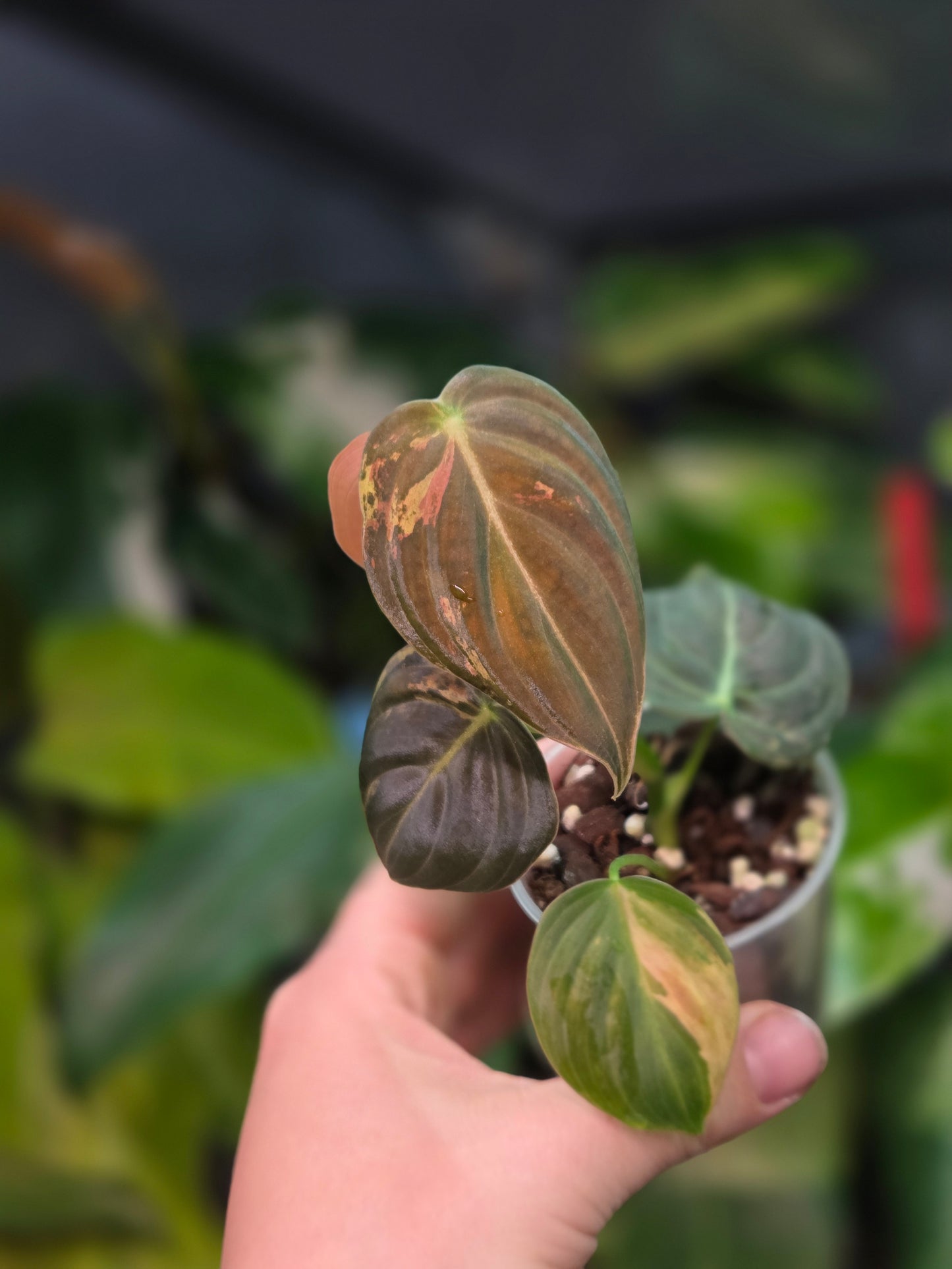Philodendron Melanochrysum Variegata