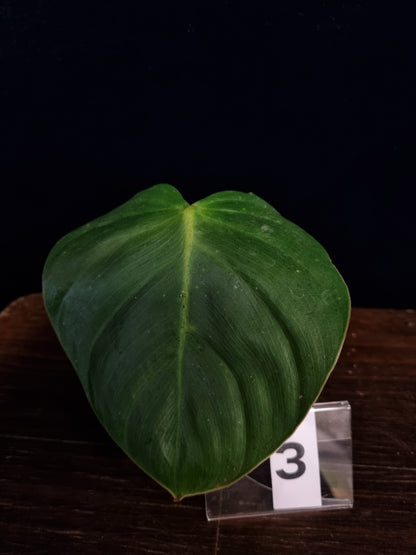 Philodendron Werneri x Nangaritense