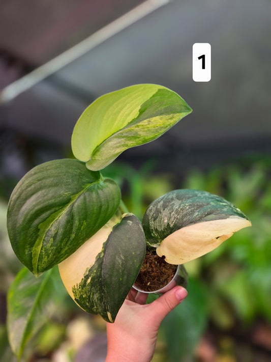 Scindapsus Jade Satin Aurea
