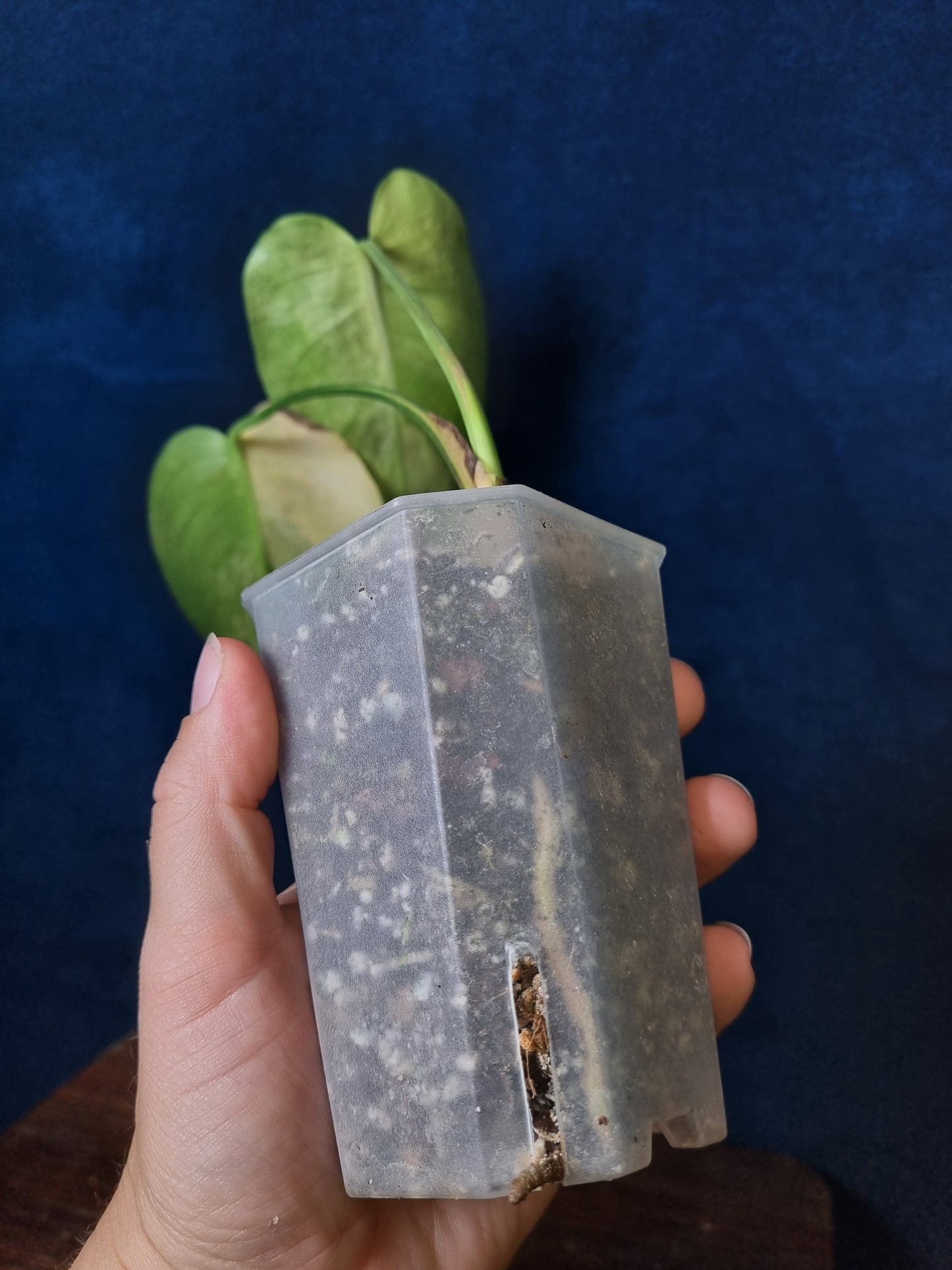 Monstera Yellow Marilyn