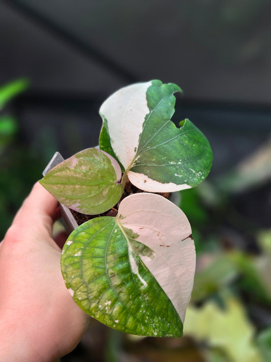 Piper Nigrum Albo Variegata