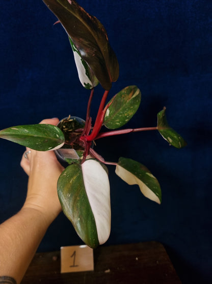 Philodendron Red Anderson High Variegation